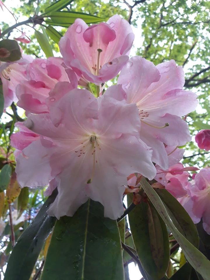 Loderi Venus